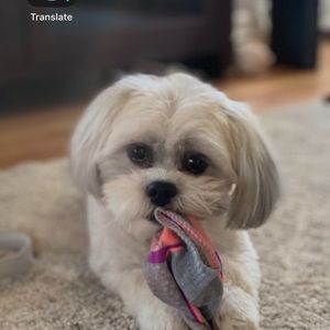 Meet your Posher, Lindsay